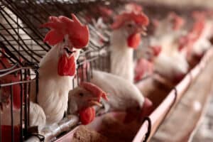 Trump Official Tells Americans to Buy Chickens to Deal With Egg Pricing Crisis 4