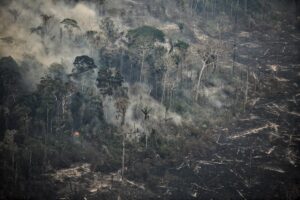 Carbon Dioxide Levels Rose Record Amount in 2024, Experts Warn of Feedback Loop 19