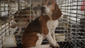 Toward an End to Using Dogs in Research 9