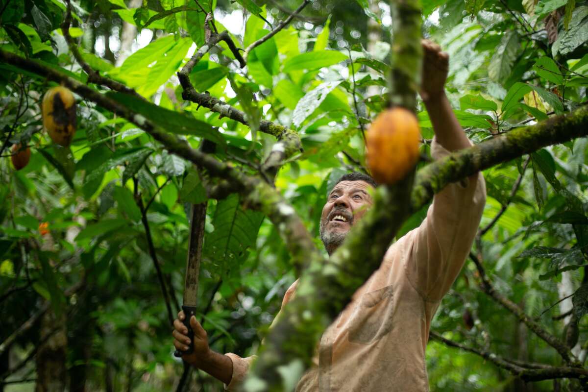 A cabruca in Terra Vista during the chocolate harvest.