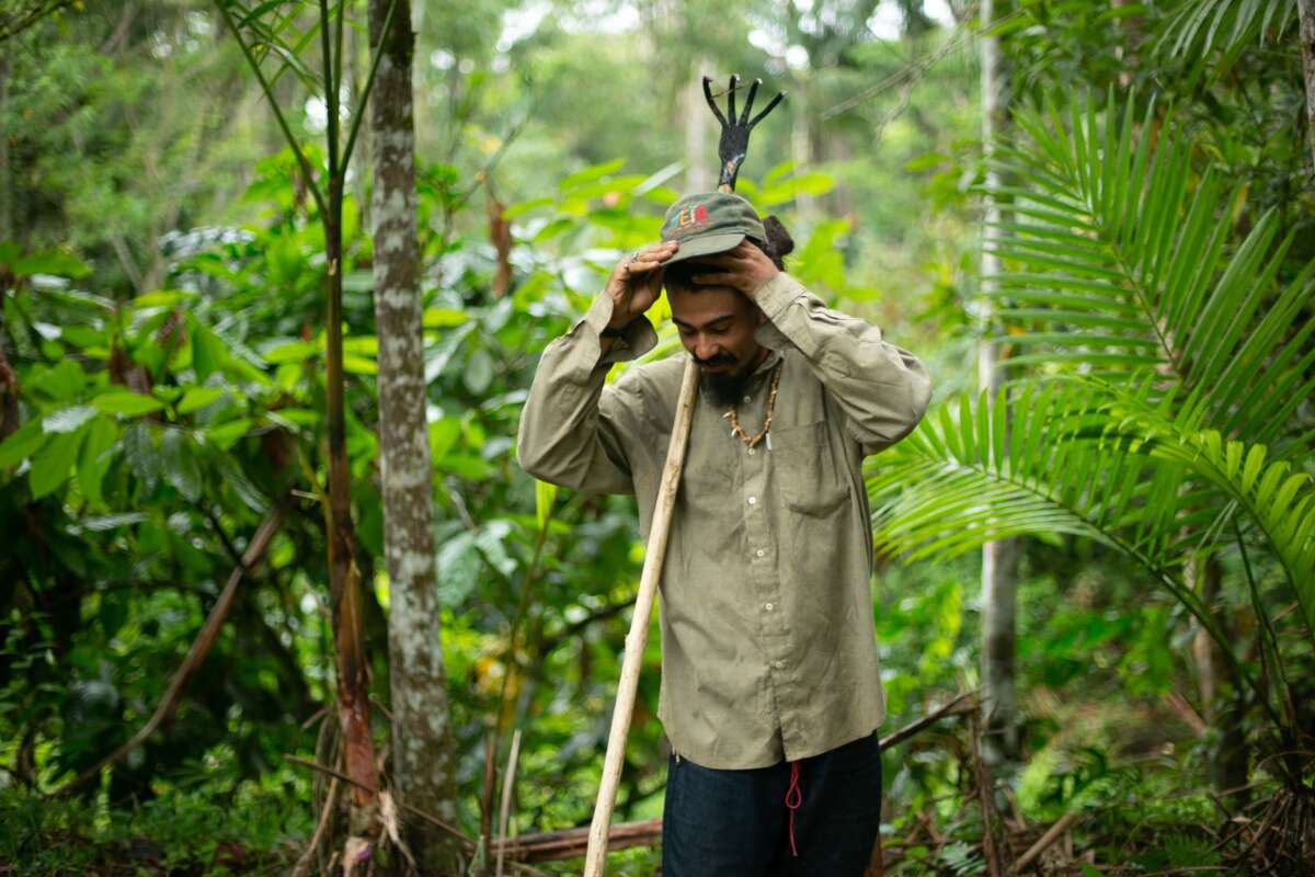A cabruca in Terra Vista during the chocolate harvest.