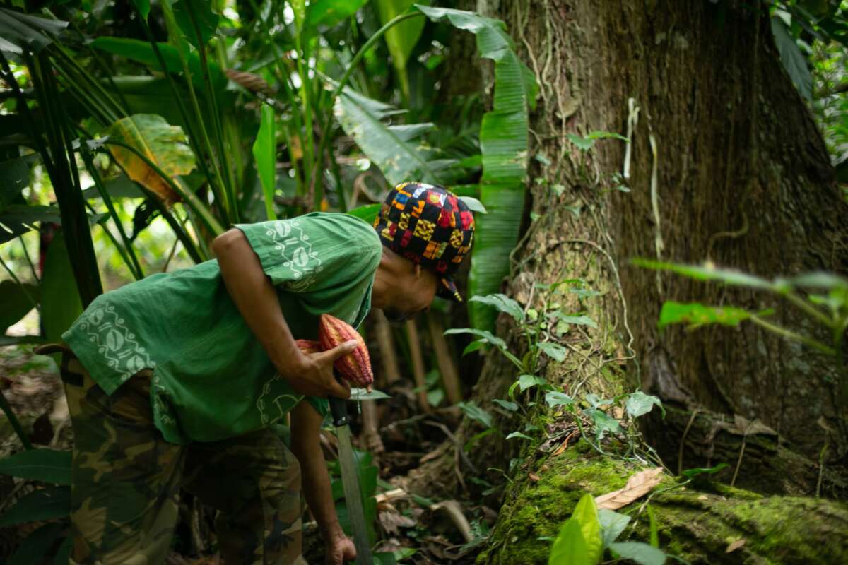 A cabruca in Terra Vista during the chocolate harvest.
